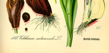 Stonková hlíza mečíku (Gladiolus) http://botany.