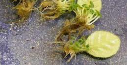 List begonie s mladými rostlinami vzniklými na naříznutých částech listu (nahoře).