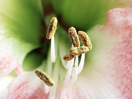 Tyčinky jsou samčí orgány. V květech se obvykle vyskytuje větší počet tyčinek. Tyčinky většiny krytosemenných rostlin se skládají z nitky a prašníku.