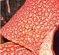 květenství Helicodiceros muscivorus (Araceae) květenství láká mouchy zápachem připomínajícím shnilé maso. Po dosažení báze květenství opylí samičí květy.