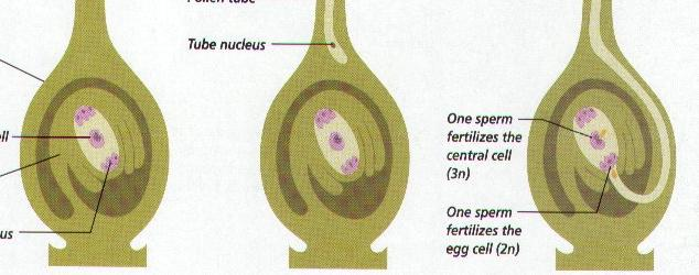Pylová láčka doroste do semeníku, kde vstupuje do vajíčka nejčastěji skrz otvor klový a vniká do jedné ze synergid v zárodečném vaku.