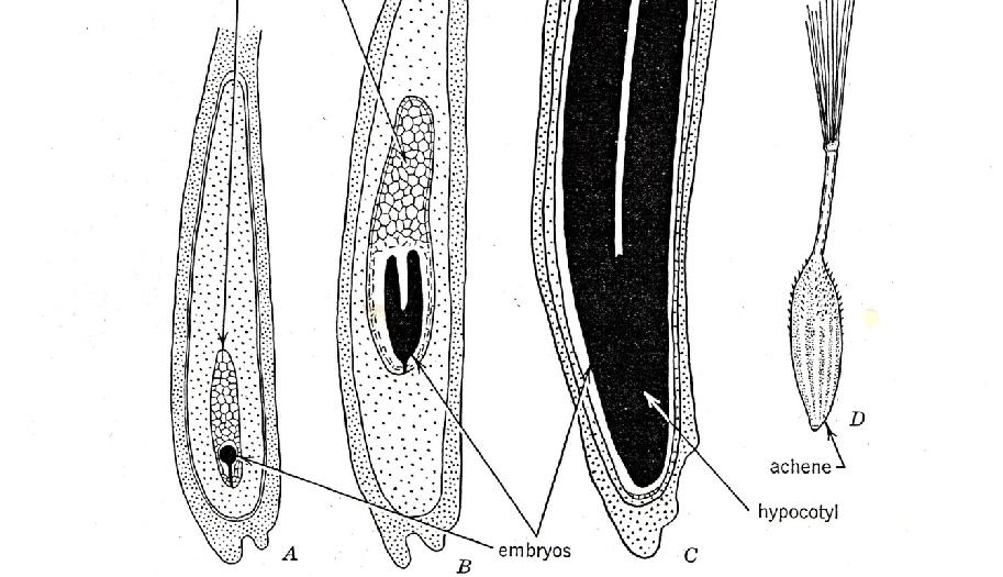 Endosperm je živné pletivo, které vzniká po oplození. U řady rostlin, zejména dvouděložných, je endosperm v průběhu vývoje semena pouze dočasným pletivem.