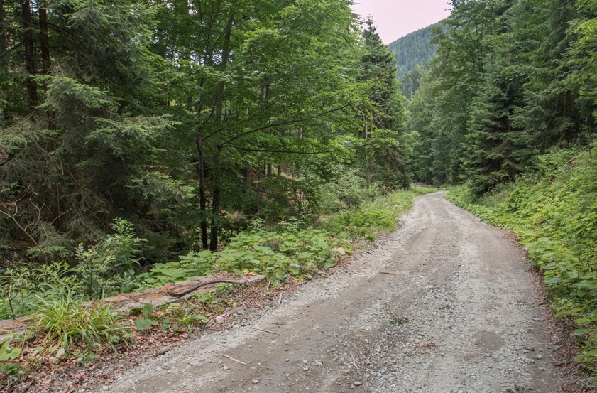 2. Kouty nad Desnou, Poniklý potok, Polom Charakteristika mikrolokality Číslo mikrolokality v rámci lokality 1 Slovní popis, typ mikrolokality GPS souřadnice (WGS 84) Druh dřeviny Rozměry substrátu