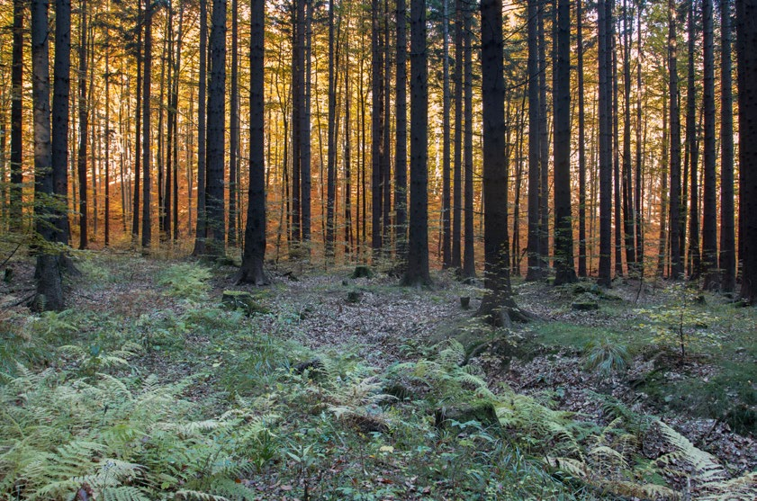 9. Adolfovice, Javořický potok Charakteristika mikrolokality Číslo mikrolokality v rámci lokality 1 Slovní popis, typ mikrolokality GPS souřadnice (WGS 84) Druh dřeviny Rozměry substrátu Stupeň