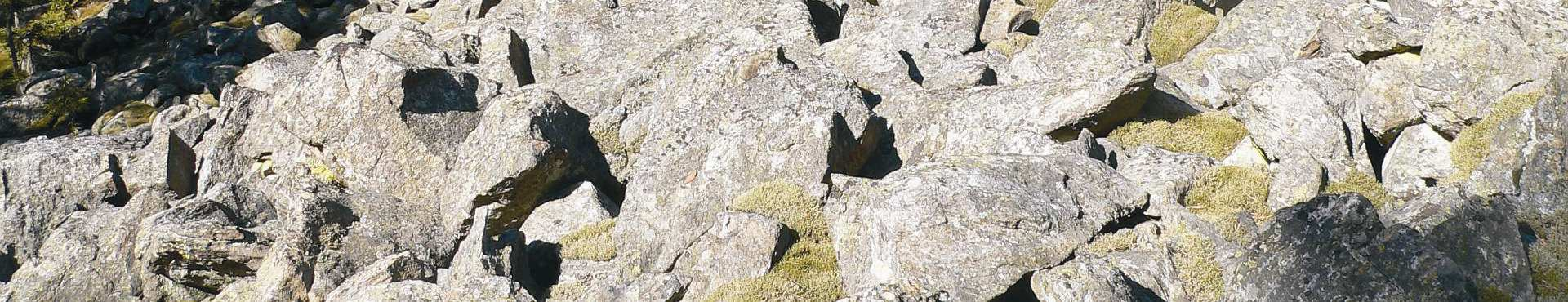 can frequently be captured even the species which are recorded only occasionally using classical collecting methods (sweeping, Malaise traps, yellow pan traps).