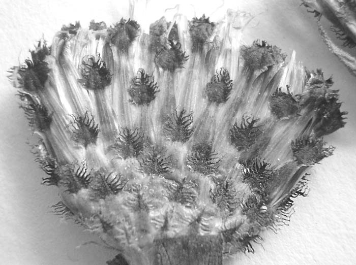Ostatní taxony 8.2 Centaurea nigrescens agg. Příbuzenský okruh Centaurea nigrescens agg.