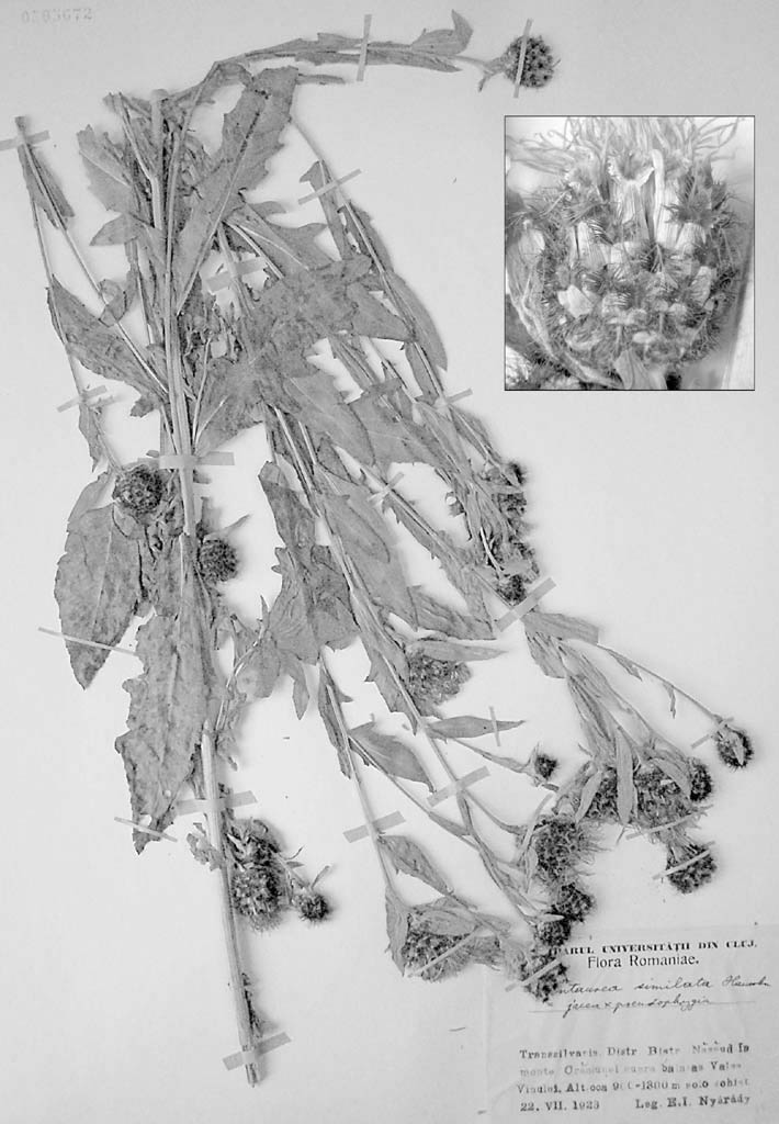 Kříženci Centaurea carpatica C. jacea Tento kříženec je velice vzácný, přestože oba rodičovské druhy jsou tetraploidní a tudíž by se měly teoreticky snadno křížit.