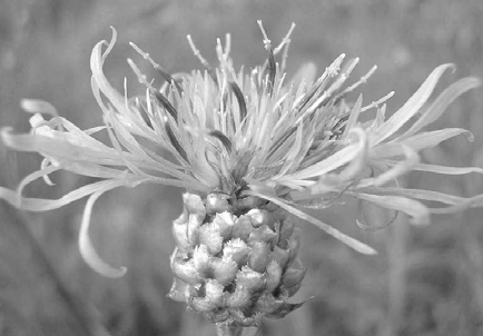 5. Centaurea jacea agg. 5.