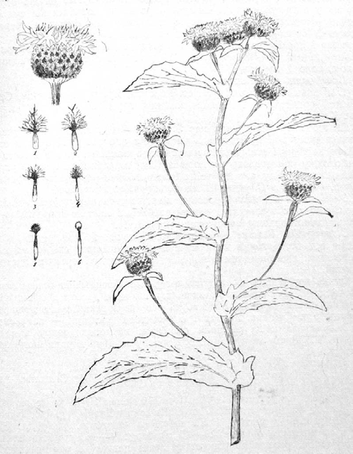 Centaurea phrygia agg. Obr. 7.2 Obrázek C. nigriceps doprovázející popis tohoto taxonu (DOBROČAJEVA 1946). nebo méně protažené).