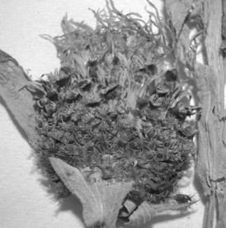Centaurea phrygia agg. Obr. 7.20 Navrhovaný lektotyp Centaurea melanocalathia CZAKÓ herbářová položka BP 182623. Celá položka, detail dvou úborů a schedy.