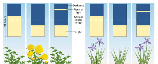 Krátkodenní rostliny (např. chryzantémy) kvetou přesáhne-li délka noci tzv. kritickou délku. Je-li tato délka přerušena krátkým zábleskem světla, rostlina nevykvete. Dlouhodenní rostliny (např.