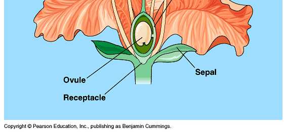 Korunní lístek tyčinka prašník blizna čnělka pestík semeník nitka vajíčko Kališní lístek Typický květ má na okraji květní obaly, směrem do středu jsou pak umístěny tyčinky tvořené nitkou a