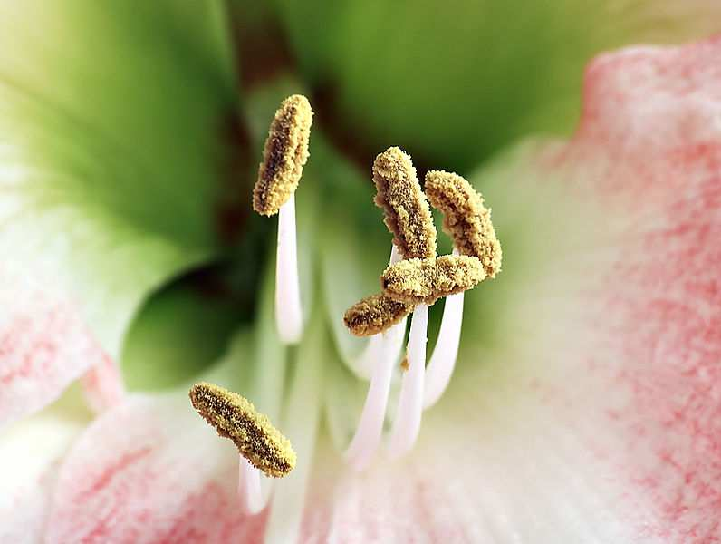Tyčinky jsou samčí orgány. V květech se obvykle vyskytuje větší počet tyčinek. Tyčinky většiny krytosemenných rostlin se skládají z nitky a prašníku. Prašníky se skládají ze čtyř prašných pouzder.