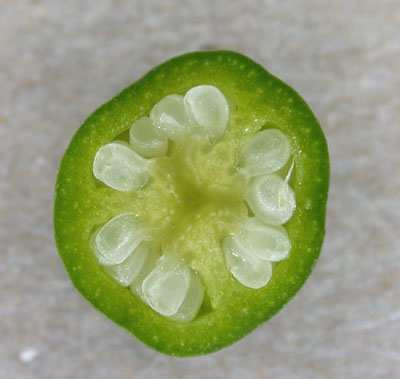 Uvnitř pestíku (v semeníku) vznikají vajíčka, která se po oplození přemění v semena. Dospělé vajíčko má na povrchu dva vaječné obaly (integumenty), které v horní části mají otvor klový (mikropyle).
