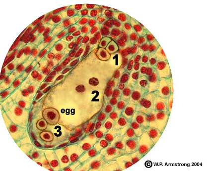 V nucellu vznikne buňka, z níž vzniká tzv. zárodečný vak a v něm vznikne postupně 7 buněk. Jedna z nich je samičí gametou vaječnou buňkou.