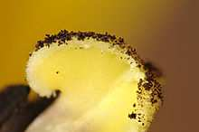 Opylení je přenos zralých pylových zrn z prašníku na bliznu. Blizny zachytávají pylová zrna a jsou důležité i pro jejich klíčení.