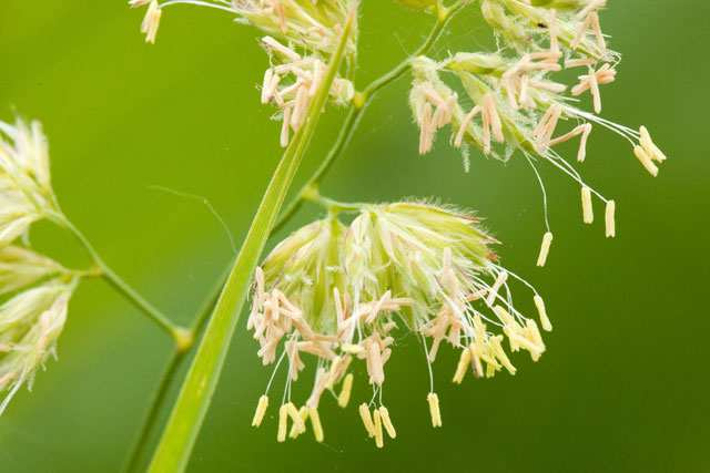 Psárka luční Z https://en.wikipedia.org/wiki/poaceae Juglans nigra samičí květy jsou zelené, bez květních obalů. Blizny jsou velké, což usnadňuje zachycení pylu.