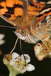 Specialisovaný robustní květ hrachoru (Lathyrus odoratus) je opylován hmyzem s dlouhým ústním ústrojím.