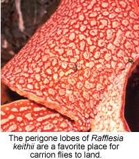 květenství Helicodiceros muscivorus (Araceae) - květenství láká mouchy zápachem připomínajícím shnilé maso. Po dosažení báze květenství mouchy opylí již zralé samičí květy.