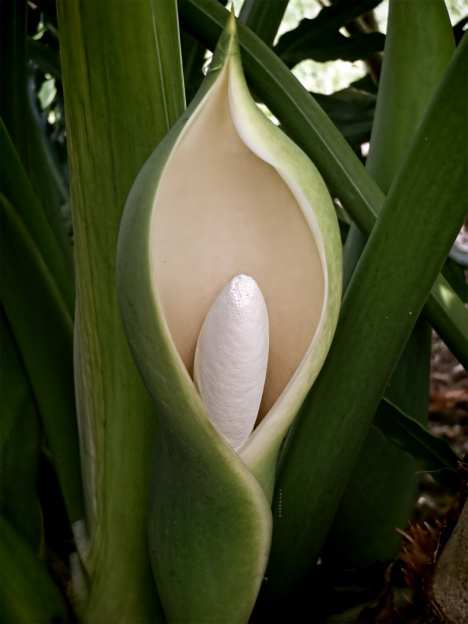 Filodendron selloum květenství je obklopené listenem (toulcem), který je často barevný; má ochrannou funkci.