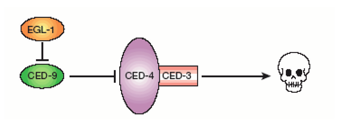 potfiebná interakce s druh m jmenovan m proteinem, s ced-4. Aktivní formu enzymu tak ve skuteãnosti pfiedstavuje komplex sloïen z ced-3 a ced-4 (Gewies 2003).