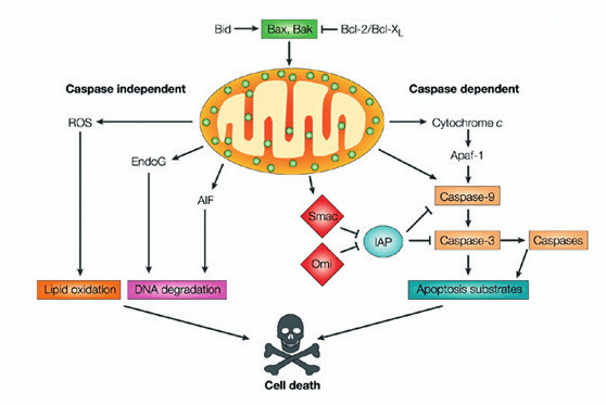 V neposlední fiadû mitochondrie uvolàuje i proteiny regulaãního charakteru. Konkrétnûji se jedná o molekuly, které sv m pûsobením nepfiímo posilují ãinnost kaspas.