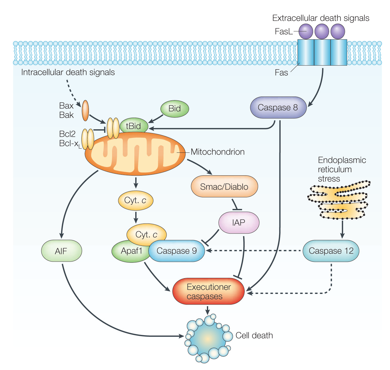 Obr. 8. Mechanismy apoptózy (Vila a Przedborski 2003) Vnûj í signály, spou tûjí apoptózu aktivací transmembránov ch receptorû. Receptor Fas je takto aktivován navázáním ligandu FasL.