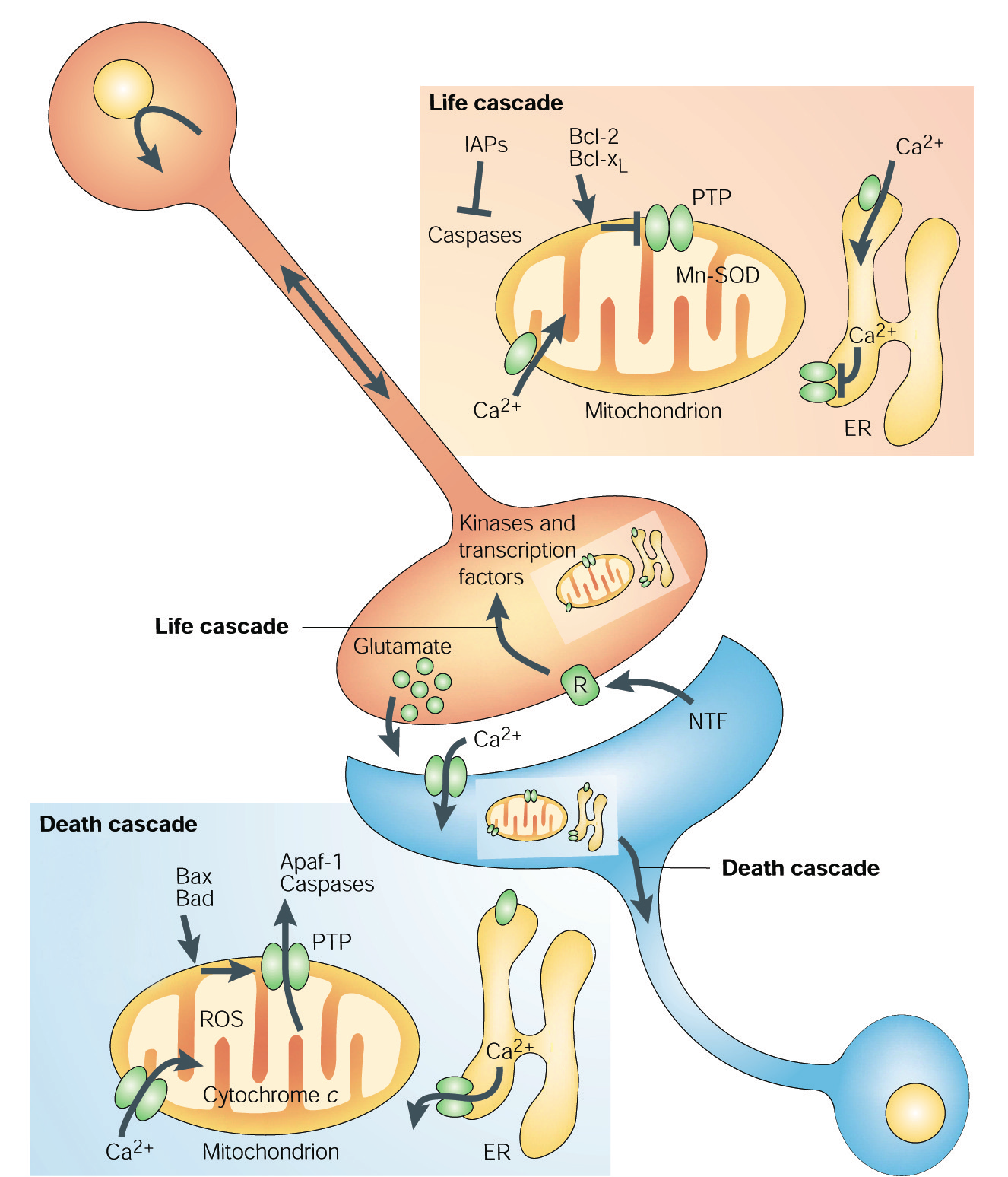 Neurotrofické faktory obecnû chrání neurony pfied apoptózou.