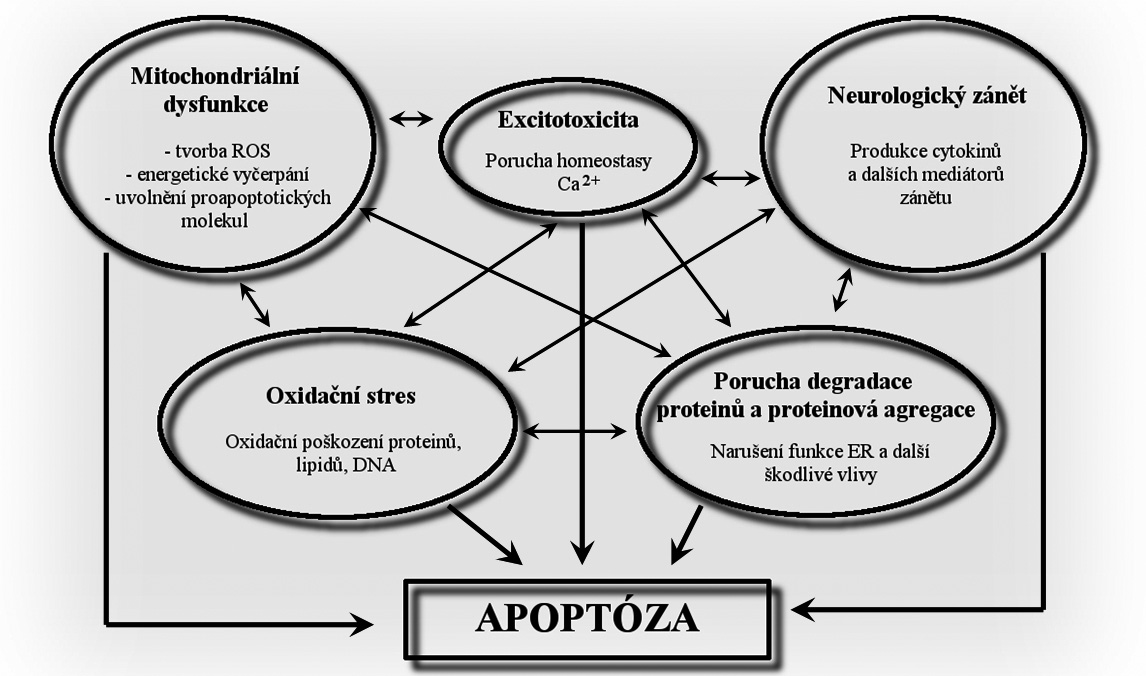 Obr. 12. Mechanismy neurodegenerace u Parkinsonovy choroby (inspirováno Kinces a Vecsei 2010, van Dijk et al. 2010) Patogeneze Parkinsonovy choroby je spojována s celou fiadou patologick ch dûjû.