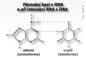 Polynukleotidový řetězec Mezi dvěma mononukleotidy je vazba složená z fosfátové skupiny vázané na dva cukry - fosfodiesterová vazba. Párování bazí E.