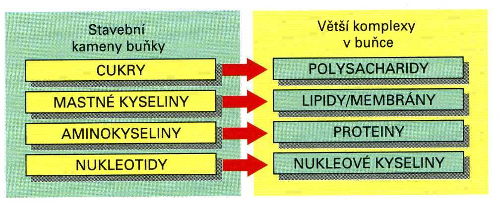 Obecná biologie - přednášky 1) Biogenní prvky H, C, N, O, P, S jsou základem látek nezbytných pro život H, C, O (N) jsou obsaženy v sacharidech H, C, O, (P) jsou obsaženy v lipidech H, C, N, O, S