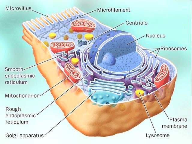 Schéma živočišné buňky Schéma rostlinné buňky Jádro Endoplasmatické retikulum Golgiho aparát spolu Lysosomy Mitochondrie Chloroplasty Peroxisomy Cytoplasmatická membrána Buněčná stěna Vakuoly a)