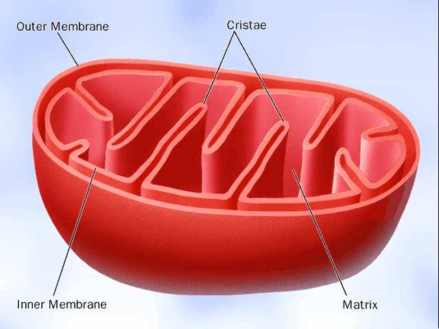 - Tyto organely se úzce specializují na získávání energie procesem oxidační fosforylace, enzymy účastnící se tohoto procesu jsou inkorporovány ve vnitřní membráně mitochondrií.