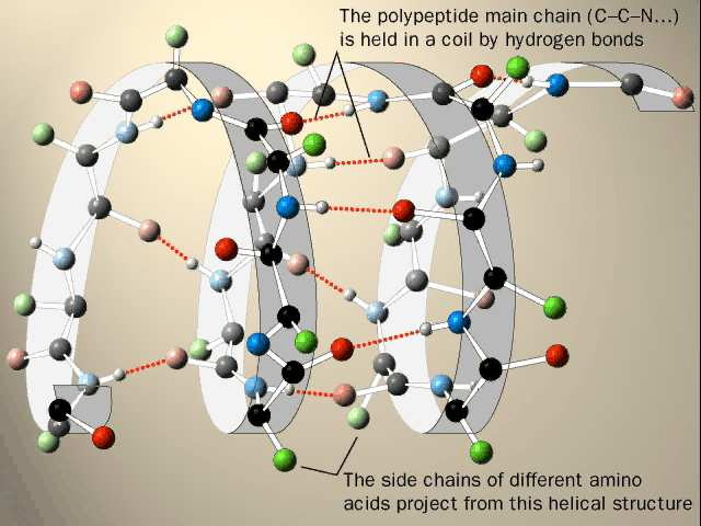 Struktura proteinů Primární struktura Sekundární struktura Terciární struktura Kvartérní struktura Primární struktura proteinů pořadí aminokyselin v polypeptidovém řetězci Biologický význam primární