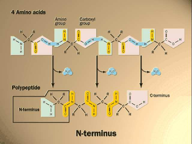 N-konec peptidu