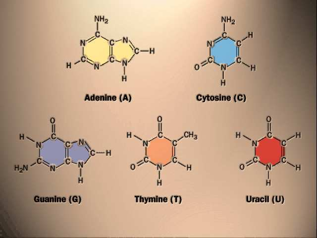 BÁZE, NUKLEOSIDY, NUKLEOTIDY Stavební složky nukleových kyselin báze adenin (A), guanin (G), cytozin (C), thymin (T) u DNA adenin (A), guanin (G), cytozin (C), uracil (U) u RNA cukerná složka