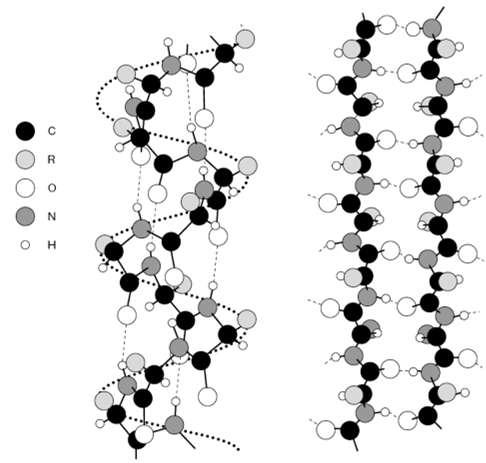 Struktura bílkovin III KVARTÉRNÍ u oligomerních bílkovin = bílkoviny skládající se z více polypeptidických řetězců tzv.