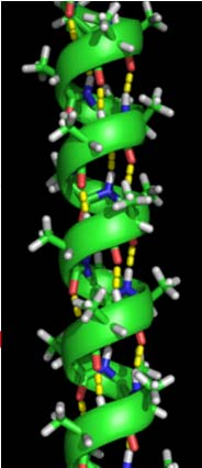 Struktura bílkovin I PRIMÁRNÍ určuje pořadí (sekvence) AK v bílkovinném řetězci dána geneticky podle DNA (u RNA virů podle RNA) je pro každou bílkovinu charakteristická zastoupení aminokyselin