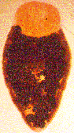 Trematoda (motolice) Leucochloridium macrostomum dixenní (2 hostitelé) životní