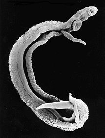 Trematoda (motolice) Schistosoma mansoni (krevnička střevní) gonochorista - samice je zachycena v břišní rýze samce Vývoj: DH člověk (tlusté střevo, krvavé průjmy) MZH vodní plž Biomphalaria glabra
