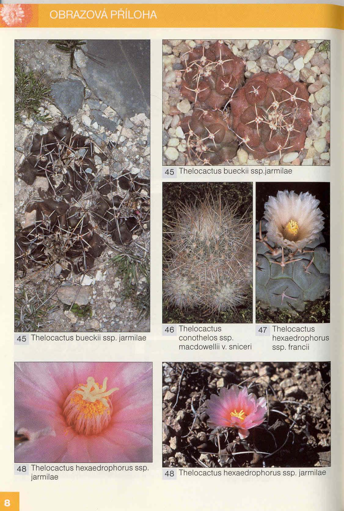 45 Thelocactus bueckii ssp. [arrnilae 46 Thelocactus conothelos ssp. macdowellii v.