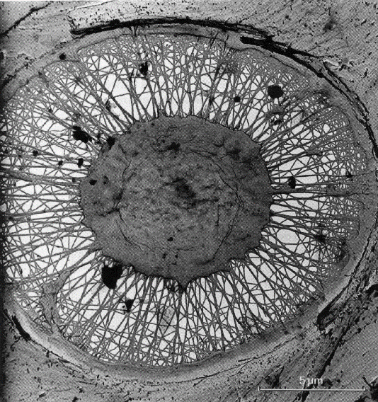 Mechanismus změn odporu xylému podle koncentrace kationtů Cévy xylému