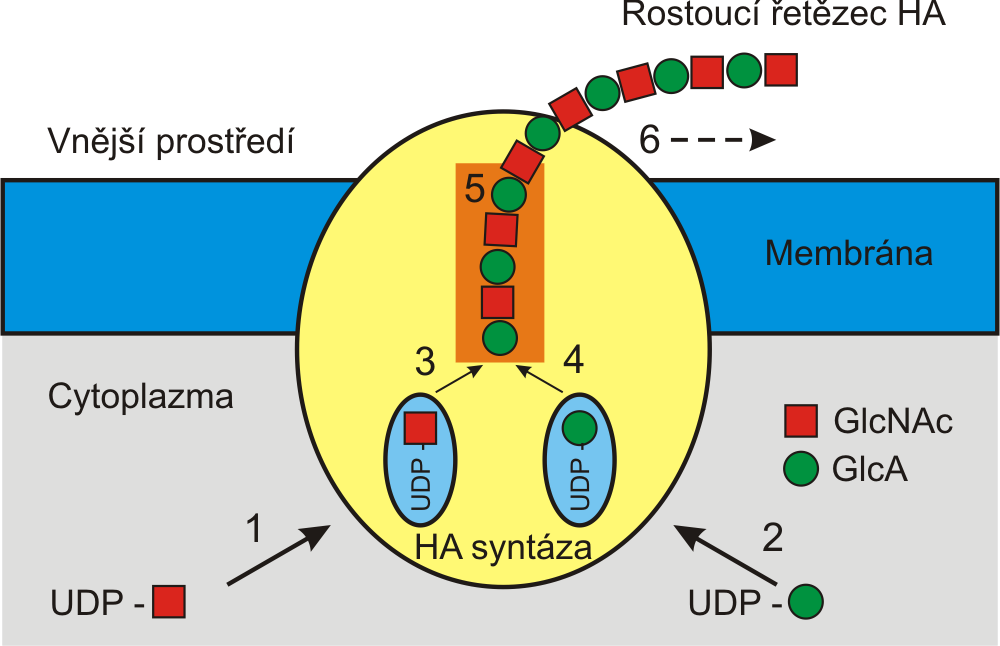 hyaluronansyntáza n + UDP - GlcNAc + UDP - GlcNAc + (HA) (HA) n+ 1 2 UDP 1. UDP-GlcNAc 2. UDP-GlcA 3. β-(1,4)-glcnac transferasa 4. β-(1,4)-glca transferasa 5. HA (akceptor) 6.