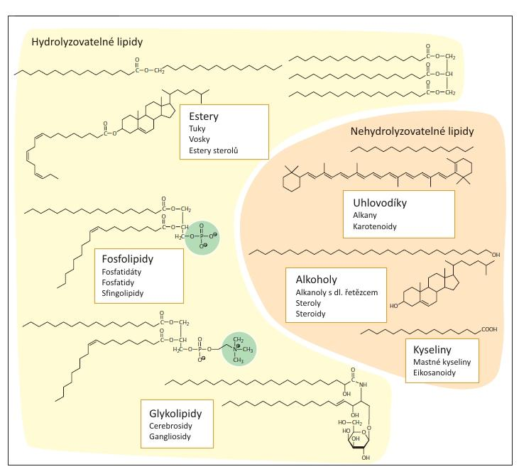 Obr. 4: Základní rozdělení lipidů [11] 2.2.1.1 Hydrolyzovatelné lipidy Mezi hydrolyzovatelné lipidy patří jednoduché estery, fosfolipidy a glykolipidy.