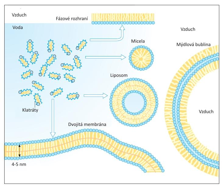 jedním řetězcem snadno tvoří micely. Rozměr micel je limitován a to maximálně do 20 nm v průměru. Tloušťka biologických membrán se pohybuje v rozmezí 4-9 nm. [12] Obr.