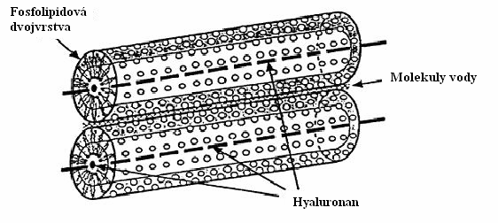 vláken molekuly fosfolipidů. Tak vznikají 12 nm silná vlákna, která mohou buď tvořit síť, nebo se seřadit paralelně do velkých listů.