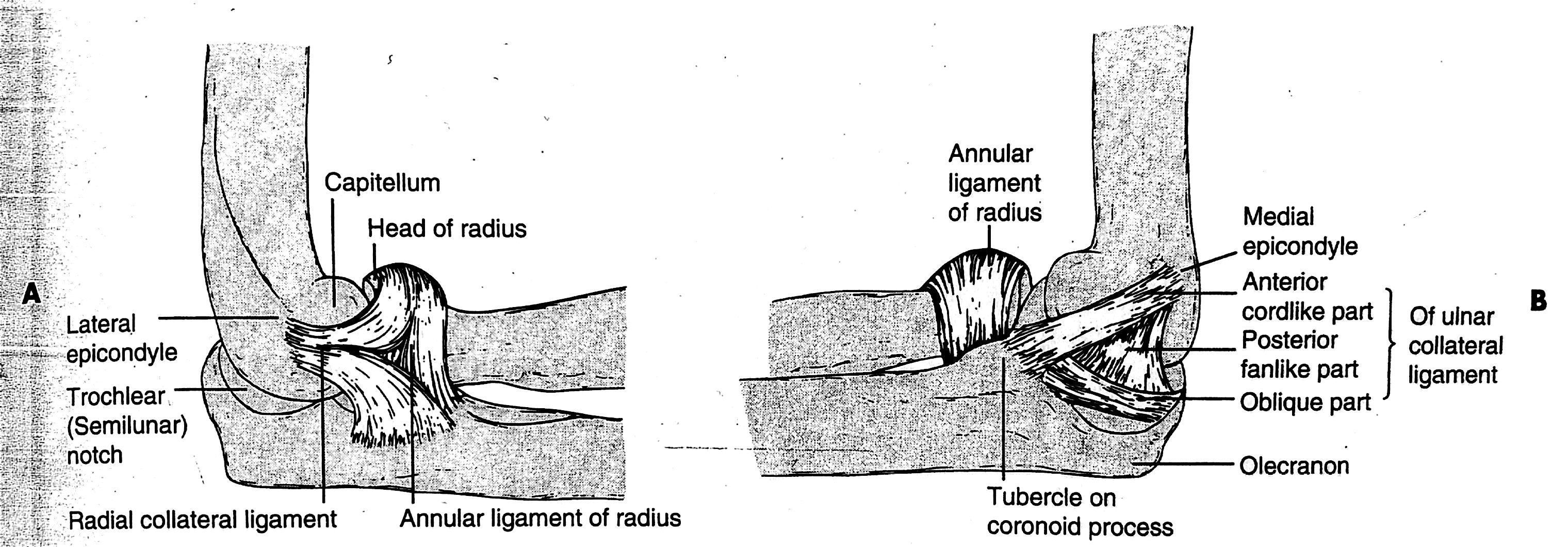 3.1.1.3 Ligamentum anulare radii Ligamentum anulare radii je složeno ze tří pruhů ligamentum olecranohumerale, ligamentum humerocoronoideum a ligamentum obliquum (Čihák, 2011).