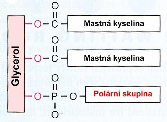 2. Glycerofosfolipidy hlavní složka biologických membrán lipoproteiny,