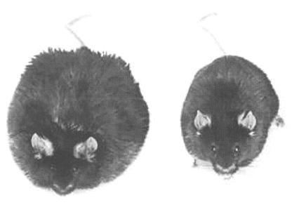 Tuková tkáň jako endokrinní orgán Leptin reguluje metabolismus tuků a příjem potravy produkován tukovými buňkami jako odpověď na zvýšené skladovaní tuků.