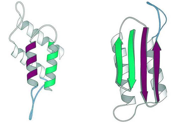 A B Obrázek 1: (A) Schéma struktury buněčné formy prionového proteinu (PrP C ); (B) struktura patologického (abnormálního) infekčního prionu (PrP Sc ). Převzato z (Prusiner, Scott et al. 1998). 3.1.1 Molekulární podstata přirozeného prionového proteinu PrP C PrP C se přirozeně vyskytuje ve všech savčích buňkách (Biasini, Turnbaugh et al.